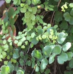 Adiantum aethiopicum (Common Maidenhair Fern) at Kowen, ACT - 29 Sep 2020 by JaneR