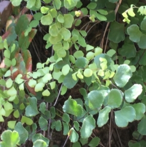 Adiantum aethiopicum at Kowen, ACT - 29 Sep 2020