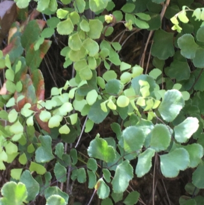 Adiantum aethiopicum (Common Maidenhair Fern) at Kowen, ACT - 29 Sep 2020 by JaneR