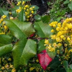 Berberis aquifolium (Oregon Grape) at Downer, ACT - 29 Sep 2020 by sbittinger