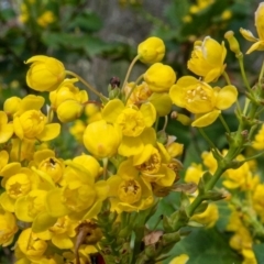 Berberis aquifolium at Downer, ACT - 29 Sep 2020