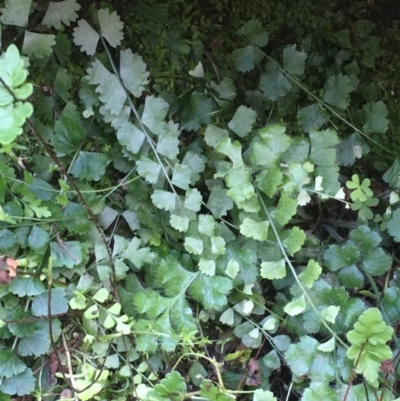 Asplenium flabellifolium (Necklace Fern) at Kowen Escarpment - 29 Sep 2020 by JaneR