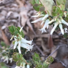 Brachyloma daphnoides (Daphne Heath) at Kowen Escarpment - 29 Sep 2020 by JaneR