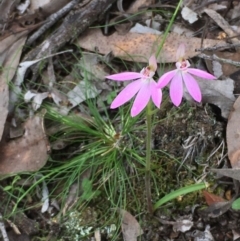 Caladenia carnea at Kowen, ACT - 29 Sep 2020