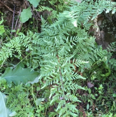 Cheilanthes austrotenuifolia (Rock Fern) at Kowen Escarpment - 29 Sep 2020 by JaneR