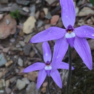 Glossodia major at Kowen, ACT - 29 Sep 2020