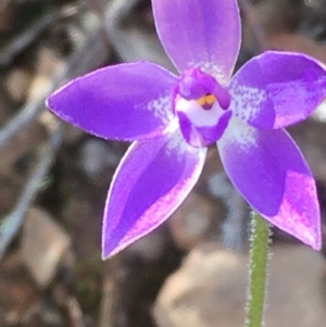 Glossodia major at Kowen, ACT - 29 Sep 2020