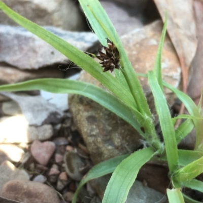 Luzula densiflora (Dense Wood-rush) at Kowen Escarpment - 29 Sep 2020 by JaneR