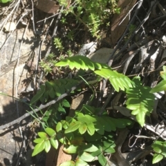 Pellaea calidirupium at Kowen, ACT - 29 Sep 2020 12:11 PM