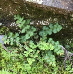 Pleurosorus rutifolius (Blanket Fern) at Kowen Escarpment - 29 Sep 2020 by JaneR