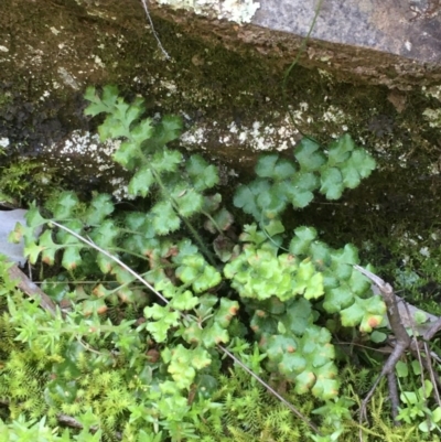 Asplenium subglandulosum (Blanket Fern) at Kowen, ACT - 29 Sep 2020 by JaneR