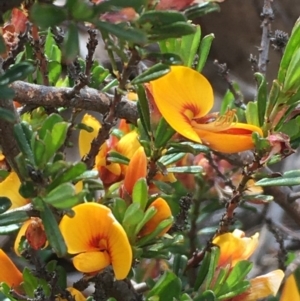 Pultenaea microphylla at Kowen, ACT - 29 Sep 2020 02:52 PM