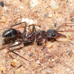 Myrmecia simillima (A Bull Ant) at Hackett, ACT - 26 Sep 2020 by TimL