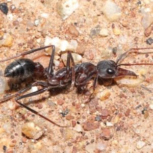 Myrmecia simillima at Hackett, ACT - 26 Sep 2020