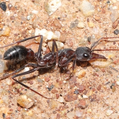 Myrmecia simillima (A Bull Ant) at Mount Majura - 26 Sep 2020 by TimL
