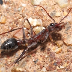 Myrmecia simillima at Hackett, ACT - 26 Sep 2020