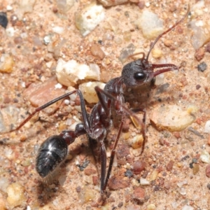 Myrmecia simillima at Hackett, ACT - 26 Sep 2020