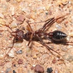 Myrmecia simillima at Hackett, ACT - 26 Sep 2020