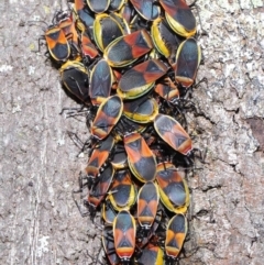 Dindymus versicolor (Harlequin Bug) at Mount Majura - 26 Sep 2020 by TimL