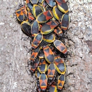 Dindymus versicolor at Downer, ACT - 26 Sep 2020 11:27 AM