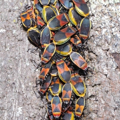 Dindymus versicolor (Harlequin Bug) at Mount Majura - 26 Sep 2020 by TimL