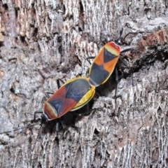 Dindymus versicolor at Downer, ACT - 26 Sep 2020 11:27 AM