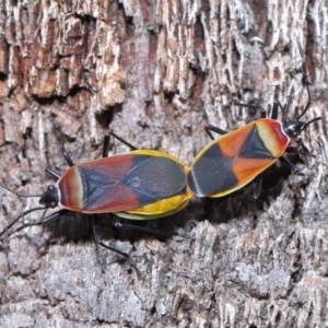 Dindymus versicolor at Downer, ACT - 26 Sep 2020 11:27 AM