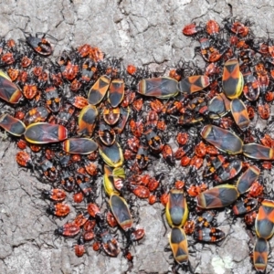 Dindymus versicolor at Majura, ACT - 26 Sep 2020