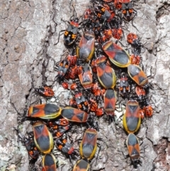 Dindymus versicolor at Majura, ACT - 26 Sep 2020