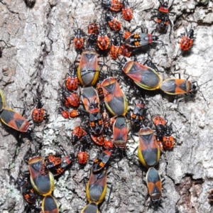 Dindymus versicolor at Majura, ACT - 26 Sep 2020