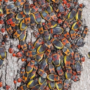 Dindymus versicolor at Majura, ACT - 26 Sep 2020