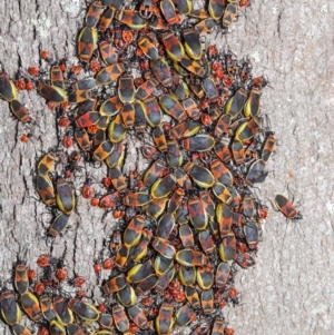 Dindymus versicolor at Majura, ACT - 26 Sep 2020