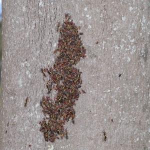 Dindymus versicolor at Majura, ACT - 26 Sep 2020