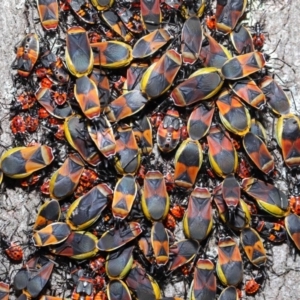 Dindymus versicolor at Majura, ACT - 26 Sep 2020