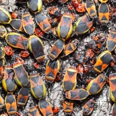 Dindymus versicolor at Majura, ACT - 26 Sep 2020