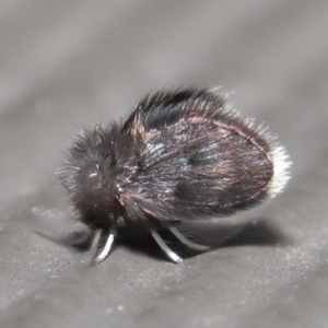 Psychodidae sp. (family) at Downer, ACT - 27 Sep 2020