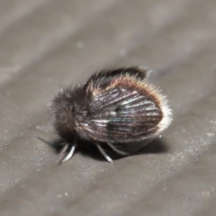 Psychodidae sp. (family) at Downer, ACT - 27 Sep 2020