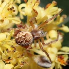 Salsa fuliginata (Sooty Orb-weaver) at ANBG - 27 Sep 2020 by TimL