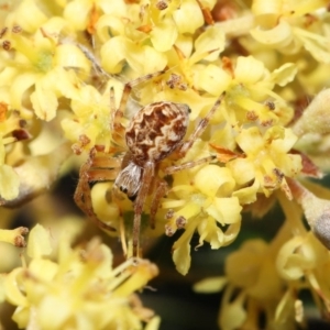 Salsa fuliginata at Downer, ACT - 27 Sep 2020 12:44 PM