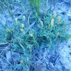 Lomandra obliqua (Twisted Matrush) at Bawley Point, NSW - 29 Sep 2020 by GLemann