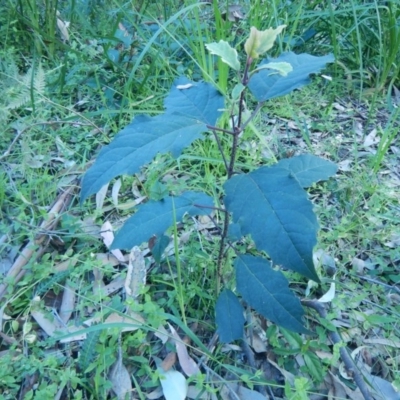 Unidentified Plant at Bawley Point, NSW - 29 Sep 2020 by GLemann