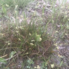 Carex inversa (Knob Sedge) at Griffith, ACT - 6 Oct 2020 by ianandlibby1