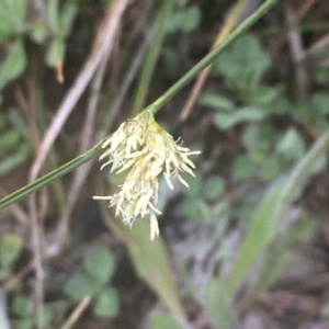 Carex inversa at Griffith, ACT - 6 Oct 2020 04:39 PM