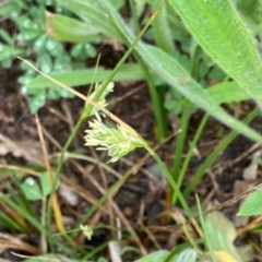 Carex inversa at Griffith, ACT - 6 Oct 2020 04:39 PM