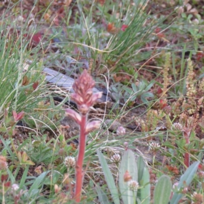 Orobanche minor (Broomrape) at Fisher, ACT - 29 Sep 2020 by SandraH