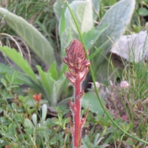 Orobanche minor at Fisher, ACT - 30 Sep 2020 07:29 AM