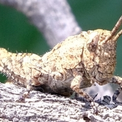 Acrididae sp. (family) (Unidentified Grasshopper) at Coree, ACT - 29 Sep 2020 by Kurt