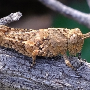 Acrididae sp. (family) at Coree, ACT - 29 Sep 2020