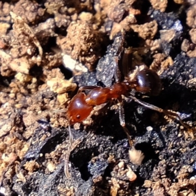 Papyrius nitidus (Shining Coconut Ant) at Coree, ACT - 29 Sep 2020 by Kurt