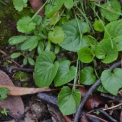 Viola odorata (Sweet Violet, Common Violet) at Wamboin, NSW - 8 Aug 2020 by natureguy